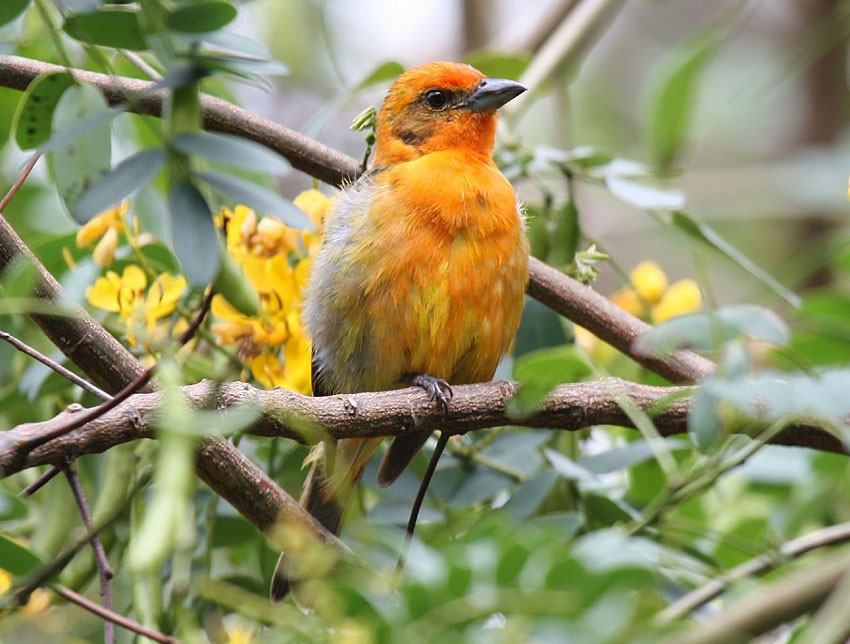 Flame-colored Tanager - ML204199371