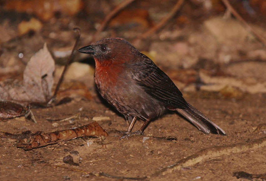 Red-throated Ant-Tanager (Red-throated) - Megan Perkins