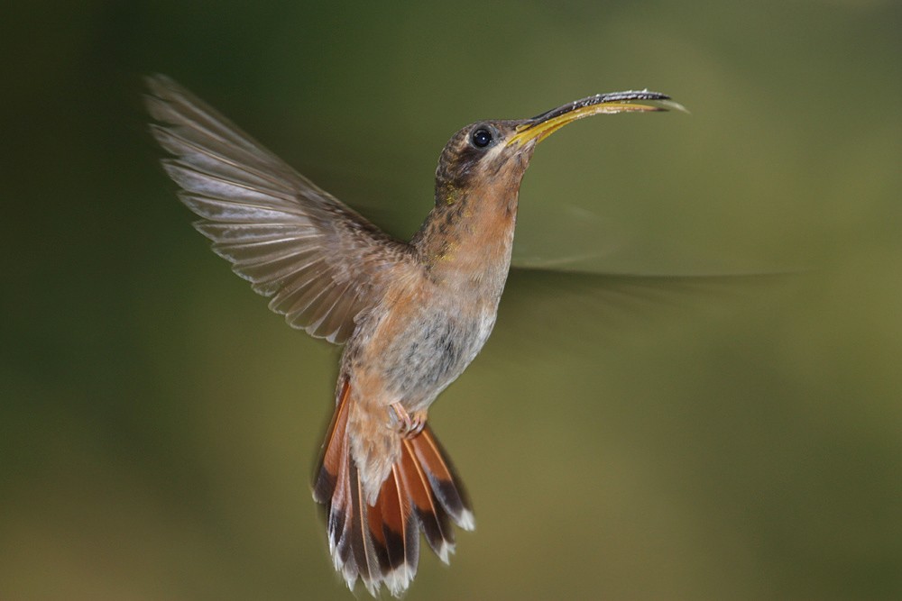 Rufous-breasted Hermit - ML204199491