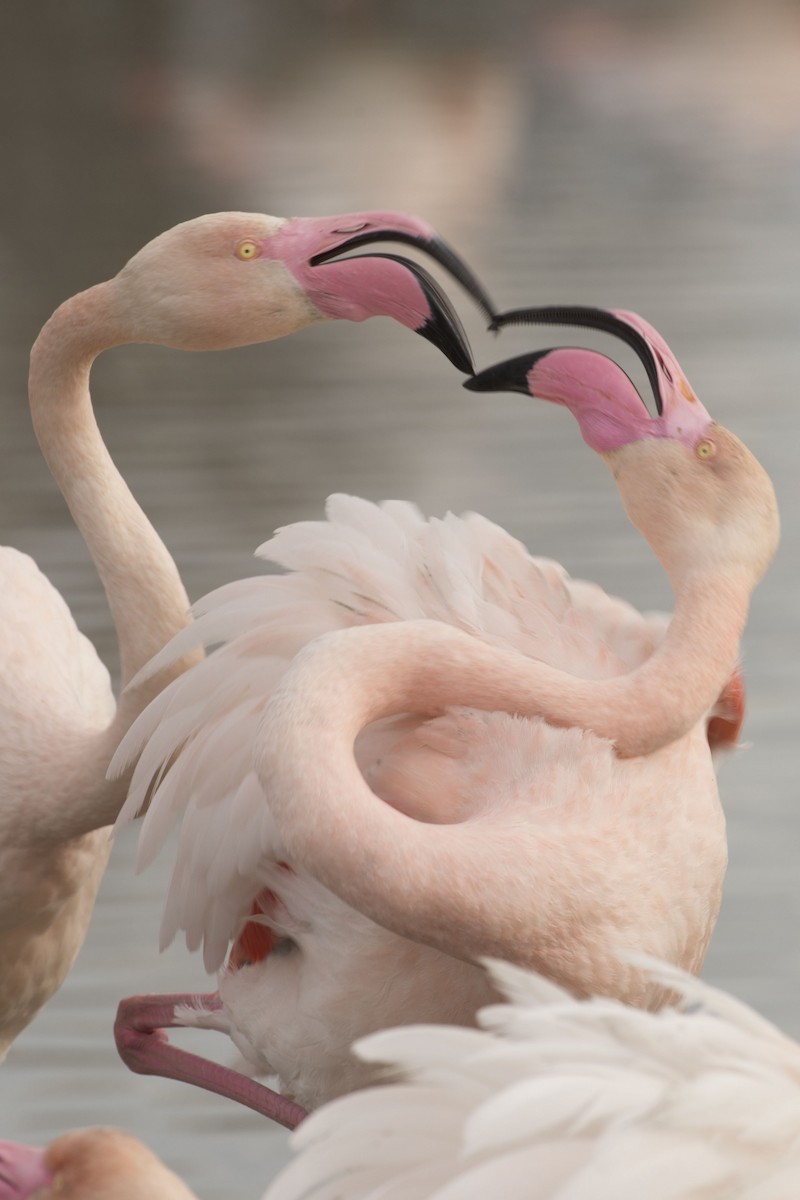 Greater Flamingo - ML204199841