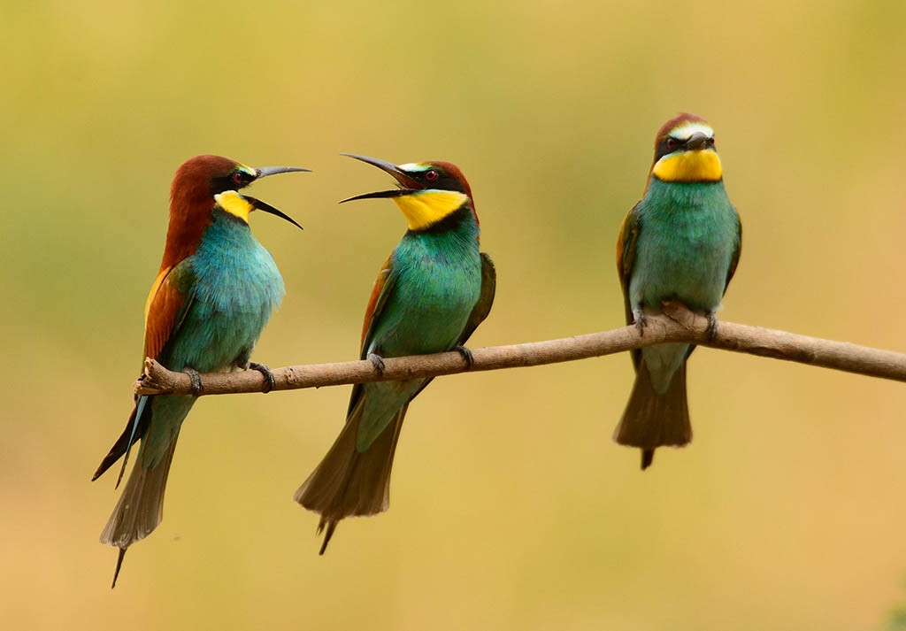 European Bee-eater - ML204200021