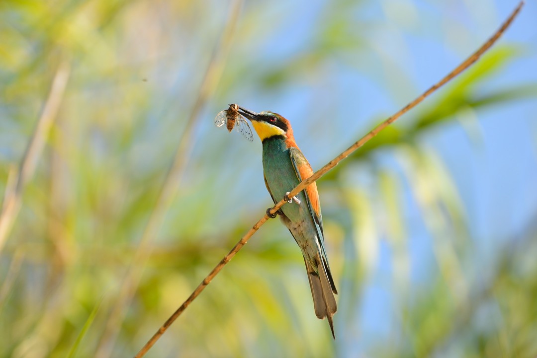 European Bee-eater - ML204200171