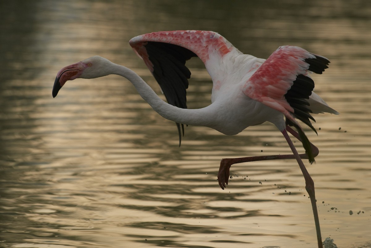 Greater Flamingo - marco branchi