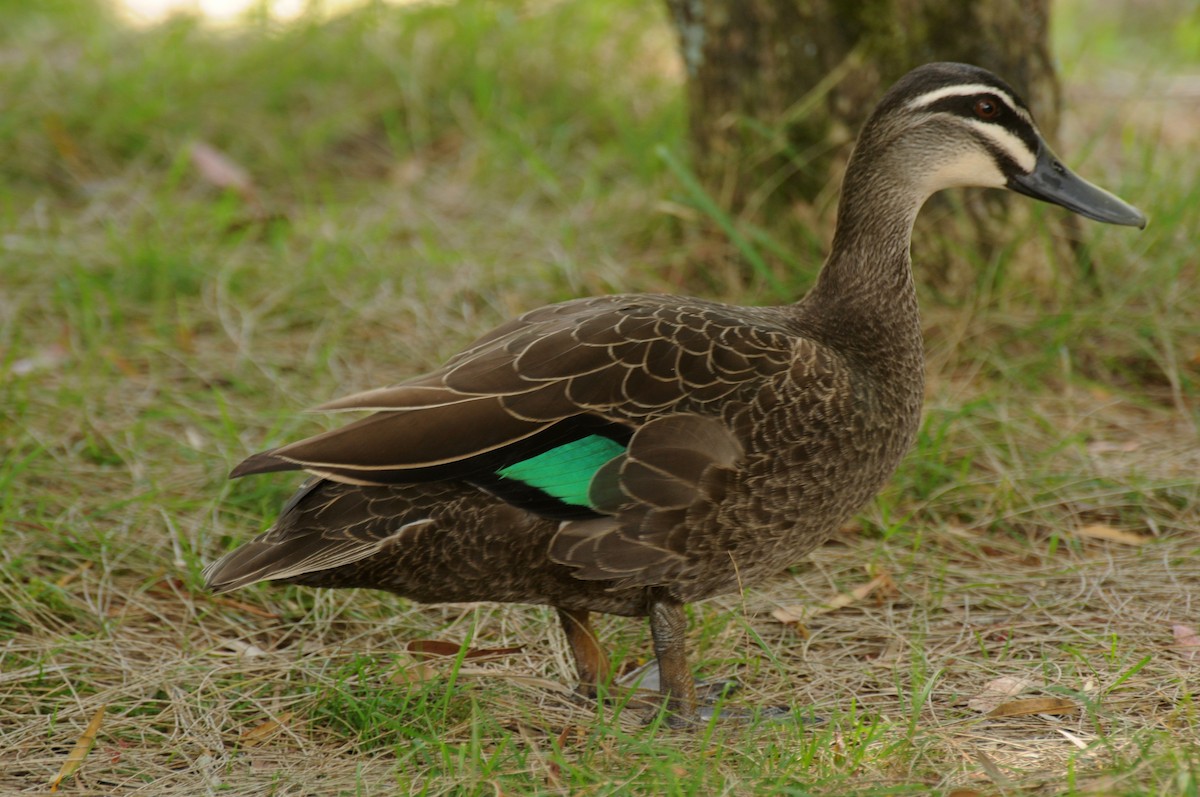 Pacific Black Duck - Diana Flora Padron Novoa