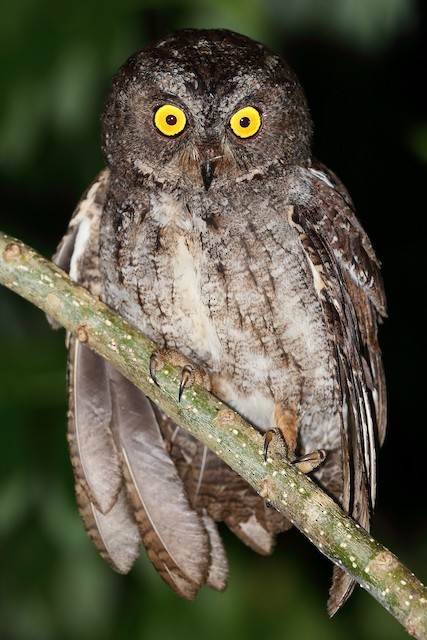 Sulawesi Scops-Owl (Banggai)