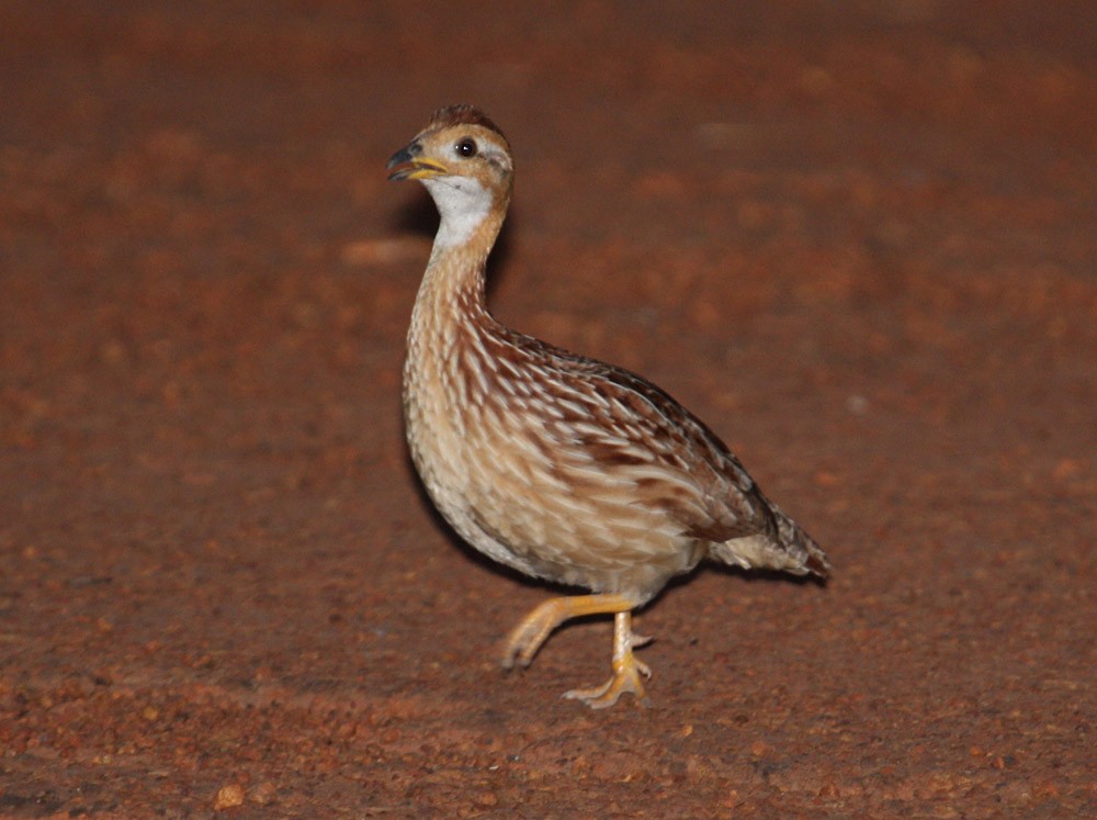 White-throated Francolin - ML204201721
