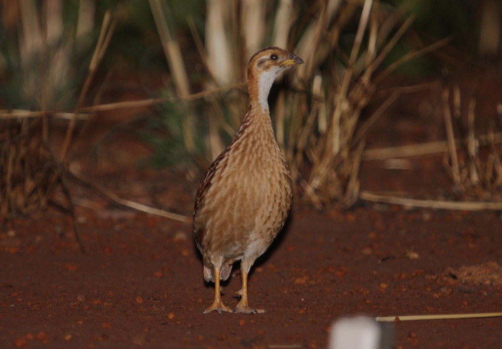 White-throated Francolin - ML204201731