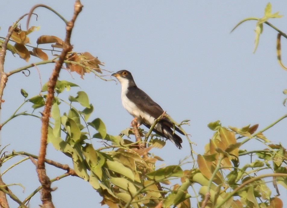 Thick-billed Cuckoo (African) - ML204201771
