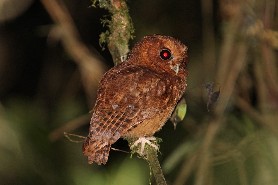 Cinnamon Screech-Owl - Megan Perkins