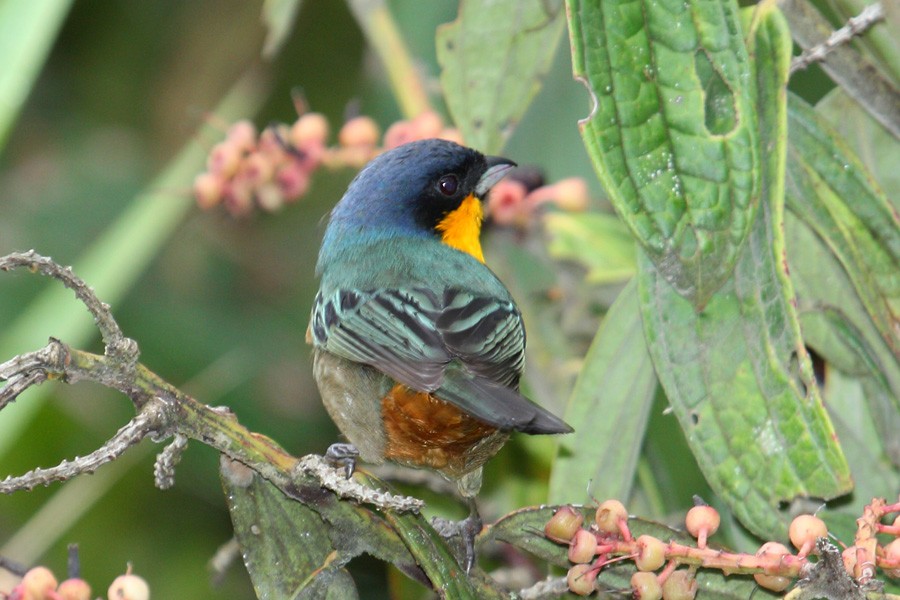 Yellow-throated Tanager - ML204201941