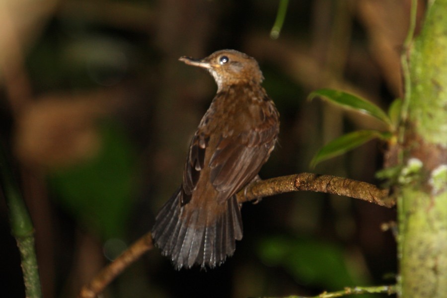 Black-tailed Leaftosser - Megan Perkins