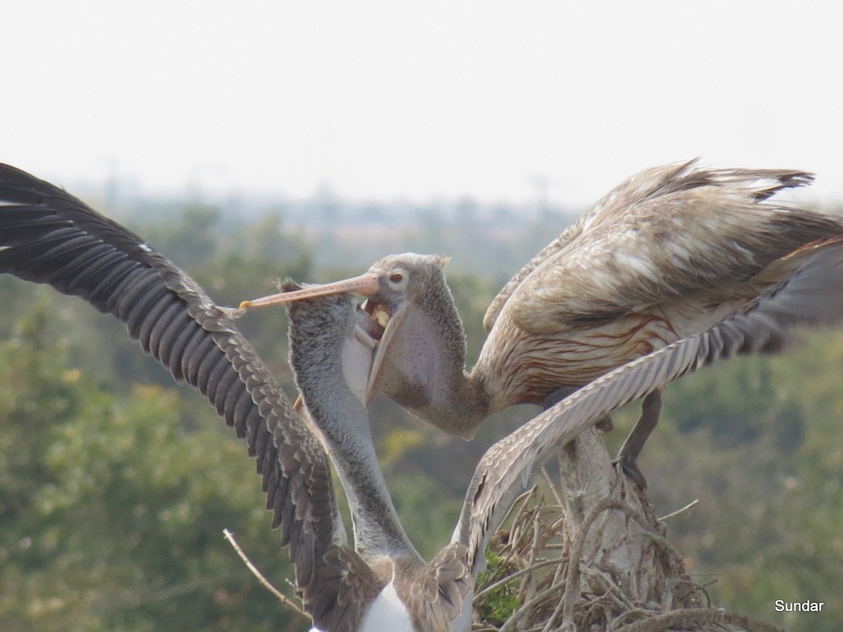 Spot-billed Pelican - Sundar Krishnamoorthy