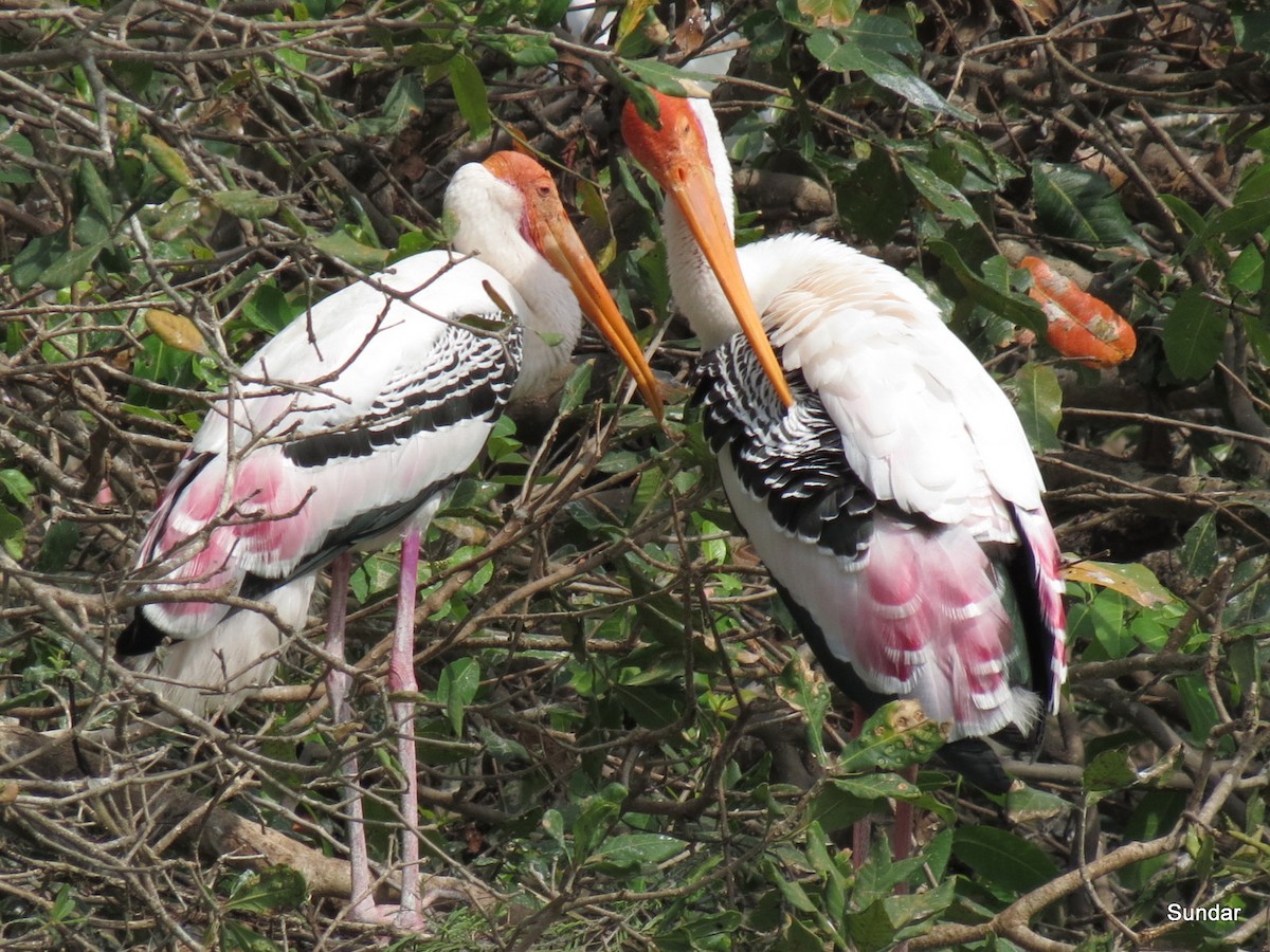 Painted Stork - Sundar Krishnamoorthy
