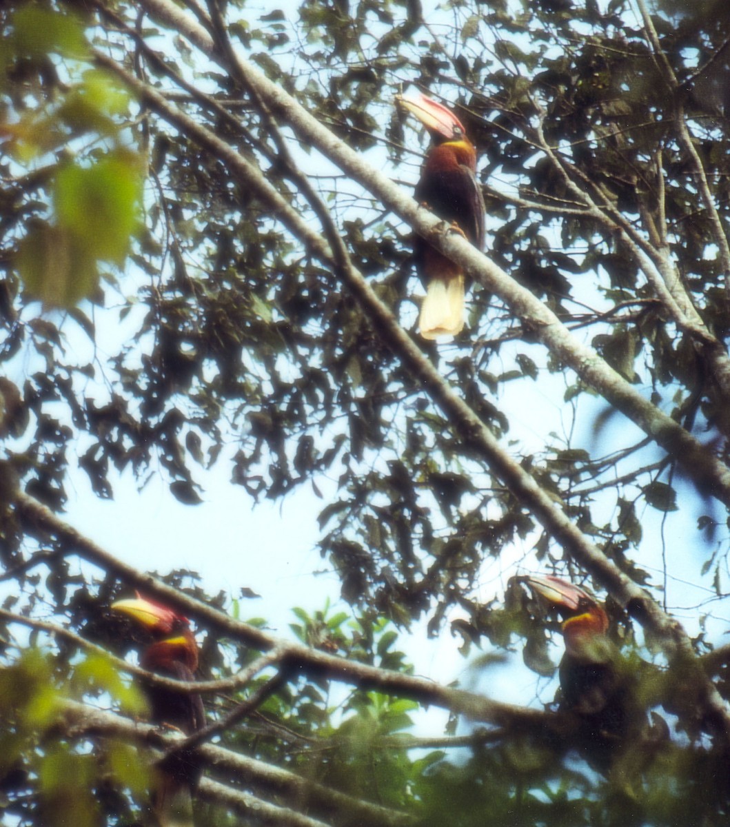 Rufous Hornbill (Southern) - Lorenzo Vinciguerra