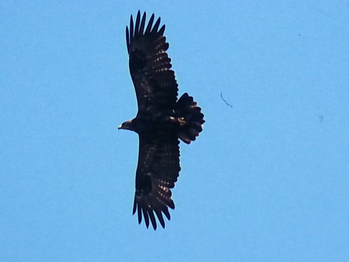 Greater Spotted Eagle - Lorenzo Vinciguerra