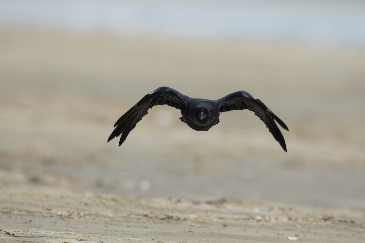 Common Raven - Lorenzo Vinciguerra