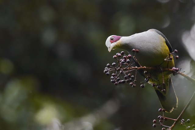 Red-eared Fruit-Dove (Red-eared)