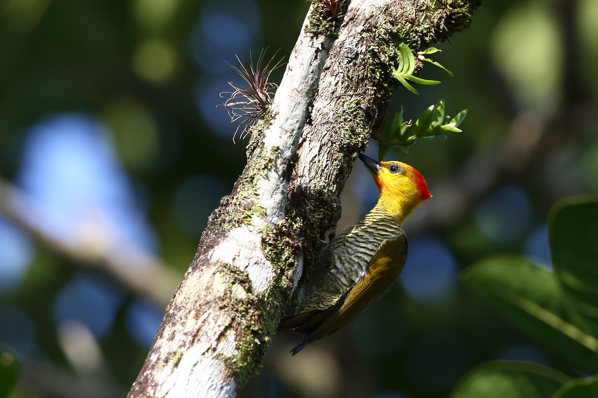 Yellow-throated Woodpecker - ML204203541