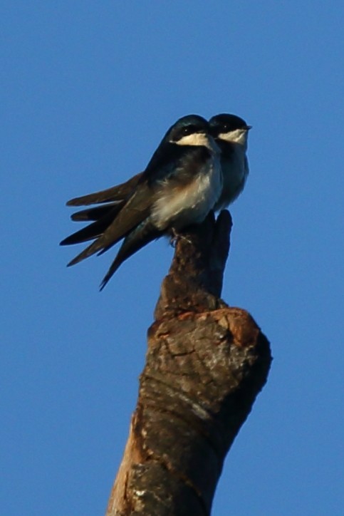 Blue-and-white Swallow (cyanoleuca) - Josef Widmer