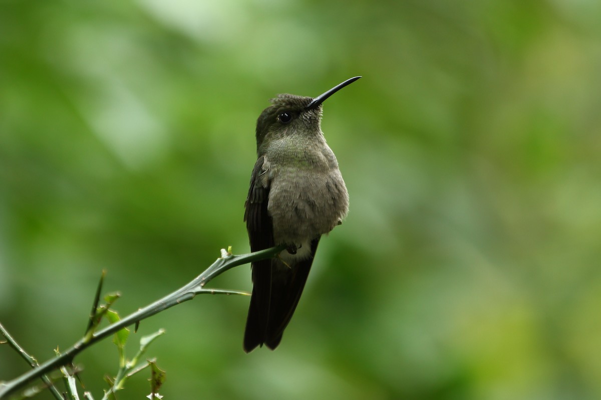 Sombre Hummingbird - Josef Widmer
