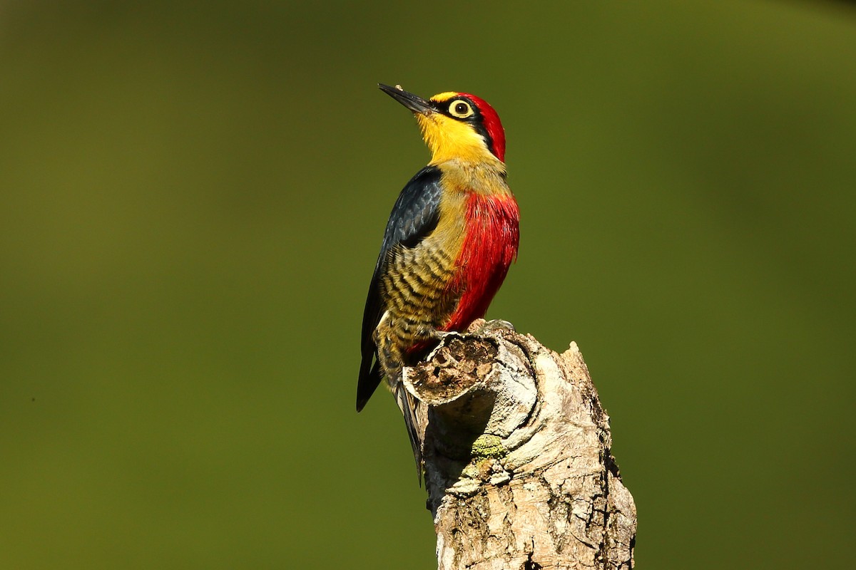 Yellow-fronted Woodpecker - Josef Widmer