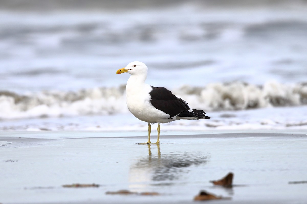 Kelp Gull (dominicanus) - Josef Widmer