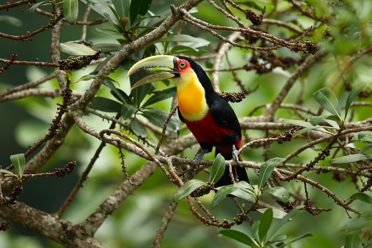 Red-breasted Toucan - Josef Widmer