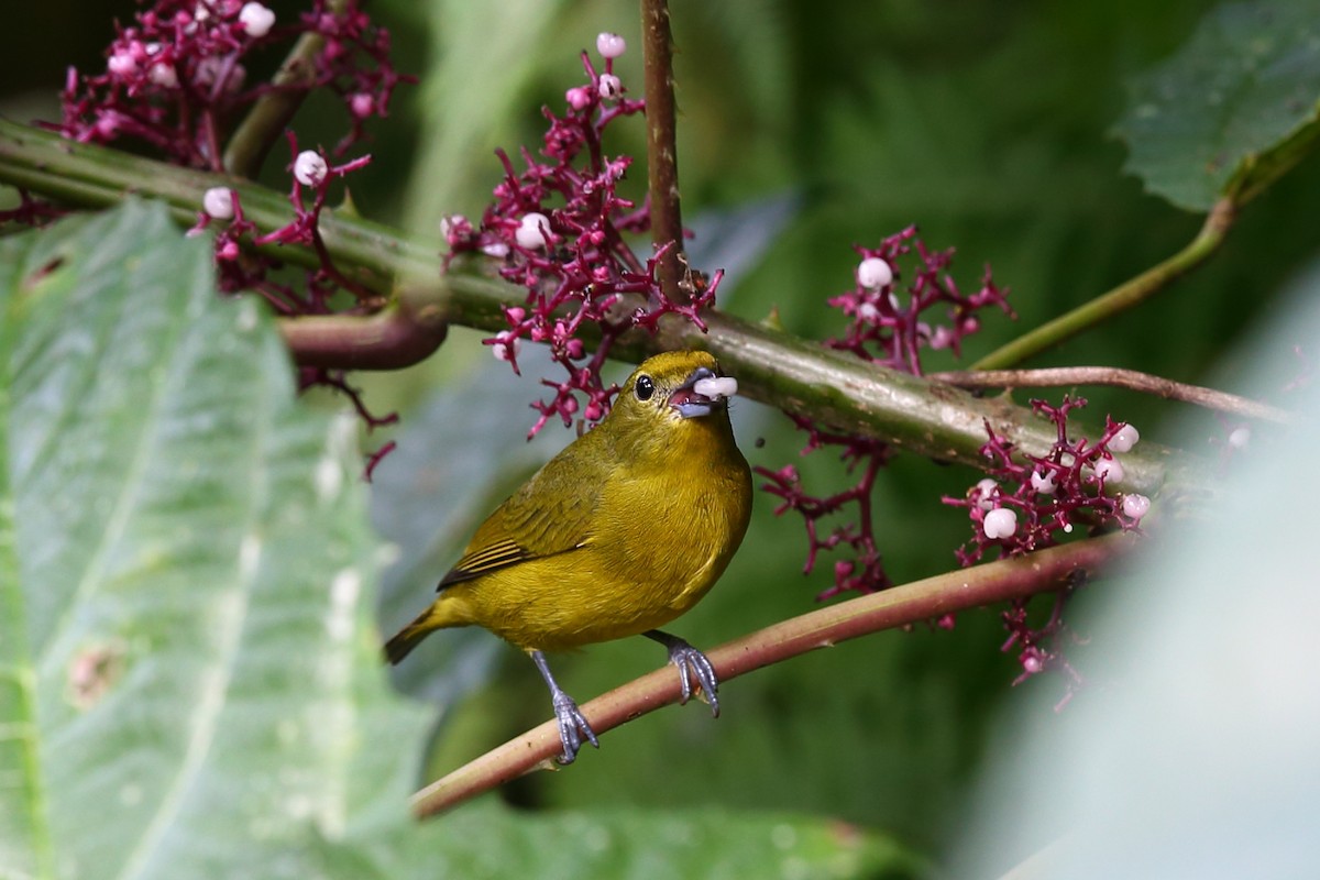 Yellow-backed Tanager - Josef Widmer