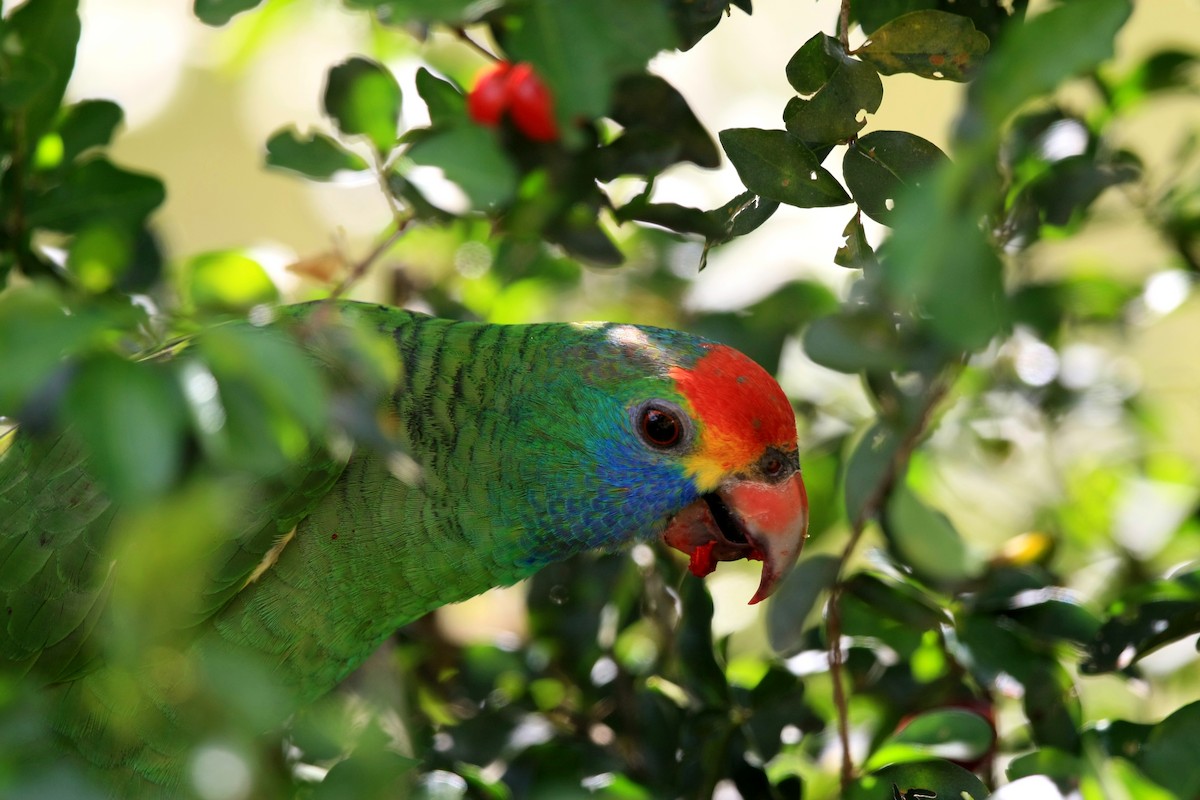 Red-browed Parrot - ML204203861