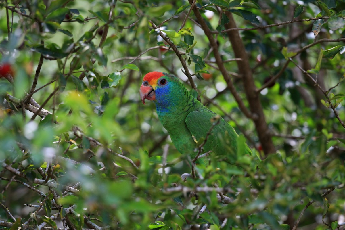 Red-browed Parrot - ML204203871