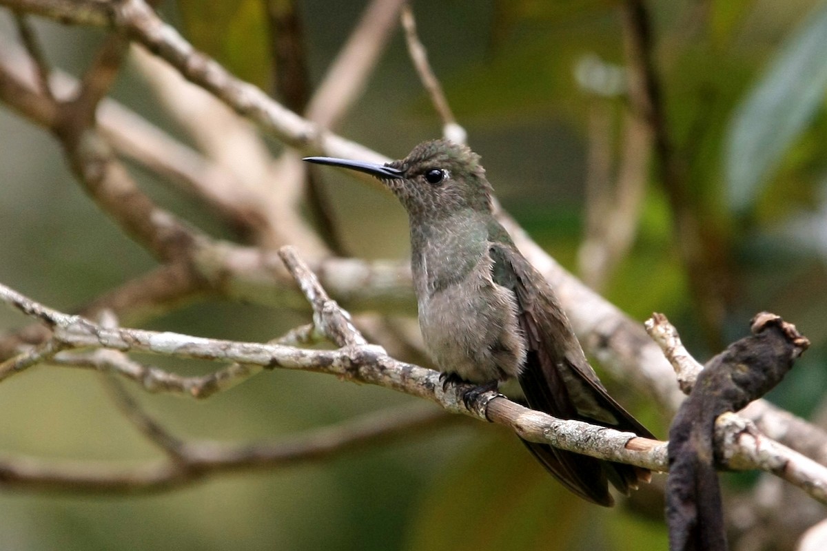 Sombre Hummingbird - Josef Widmer
