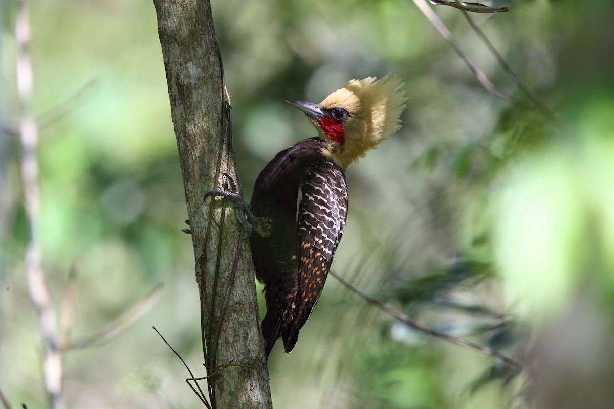 Pale-crested Woodpecker - Josef Widmer