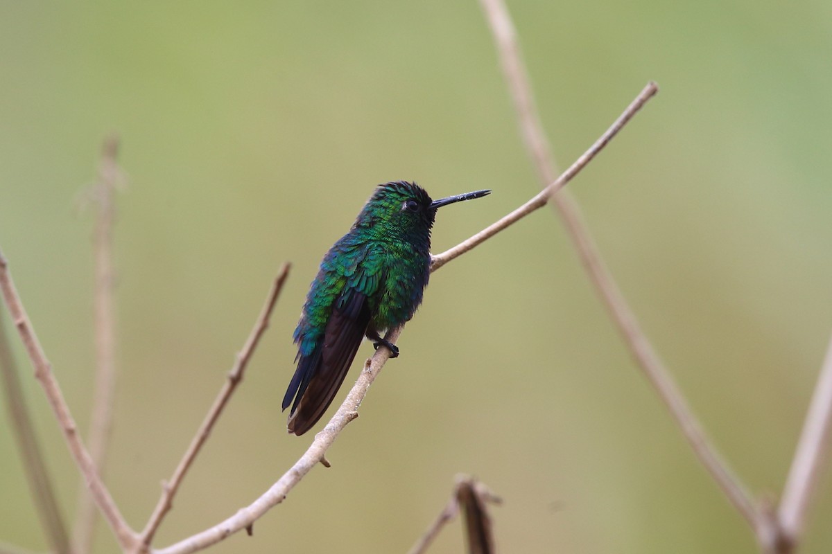 Blue-tailed Emerald - Josef Widmer