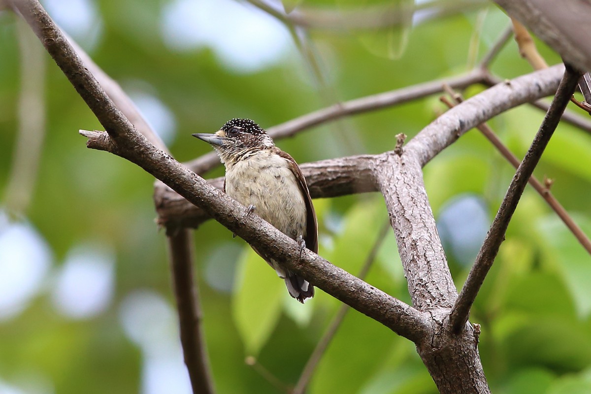 White-bellied Piculet (White-bellied) - ML204204161