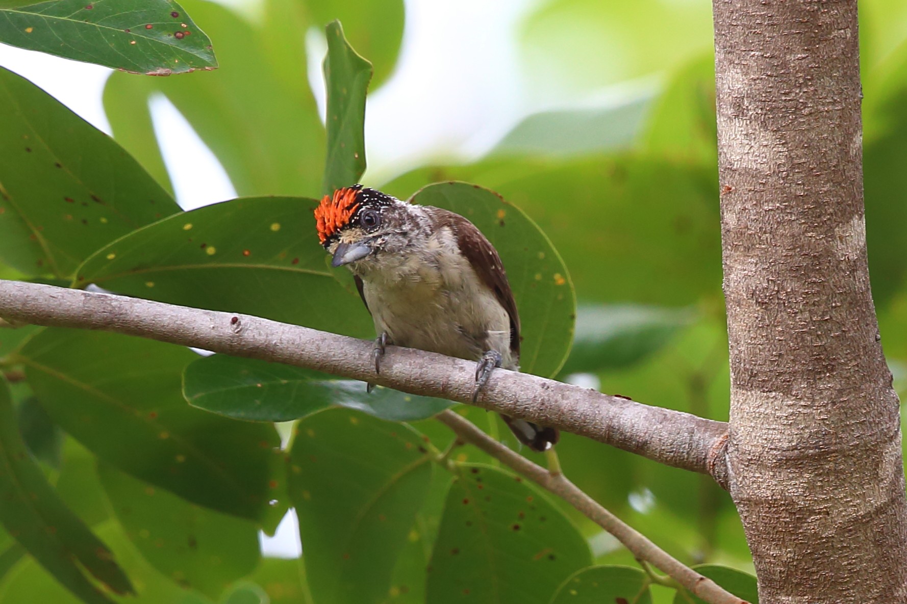 Pica-pau-anão-de-pescoço-branco (spilogasterorinocensis) - eBird