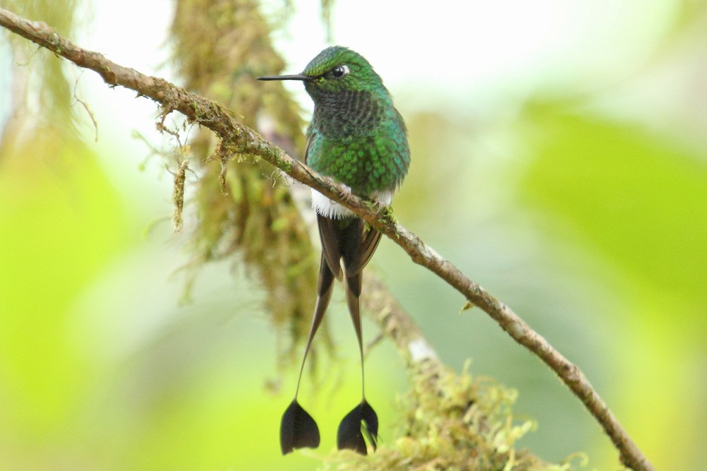 White-booted Racket-tail - Megan Perkins