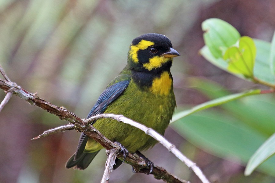 Gold-ringed Tanager - ML204204331