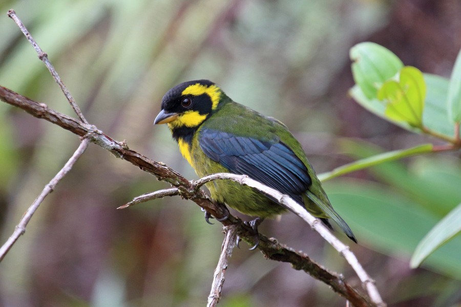 Gold-ringed Tanager - ML204204341