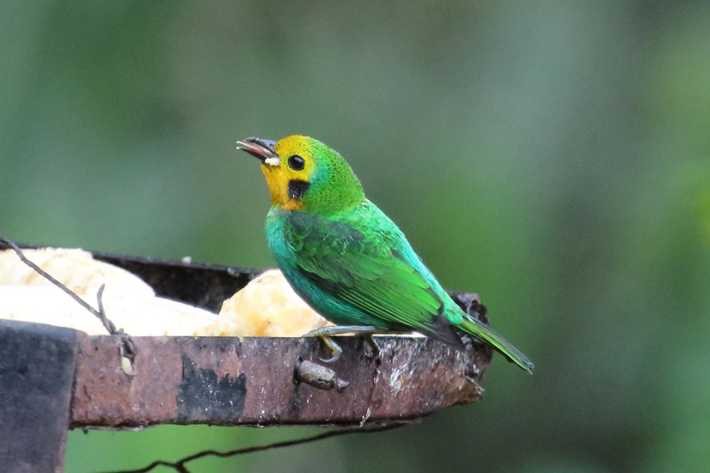 Multicolored Tanager - ML204204381