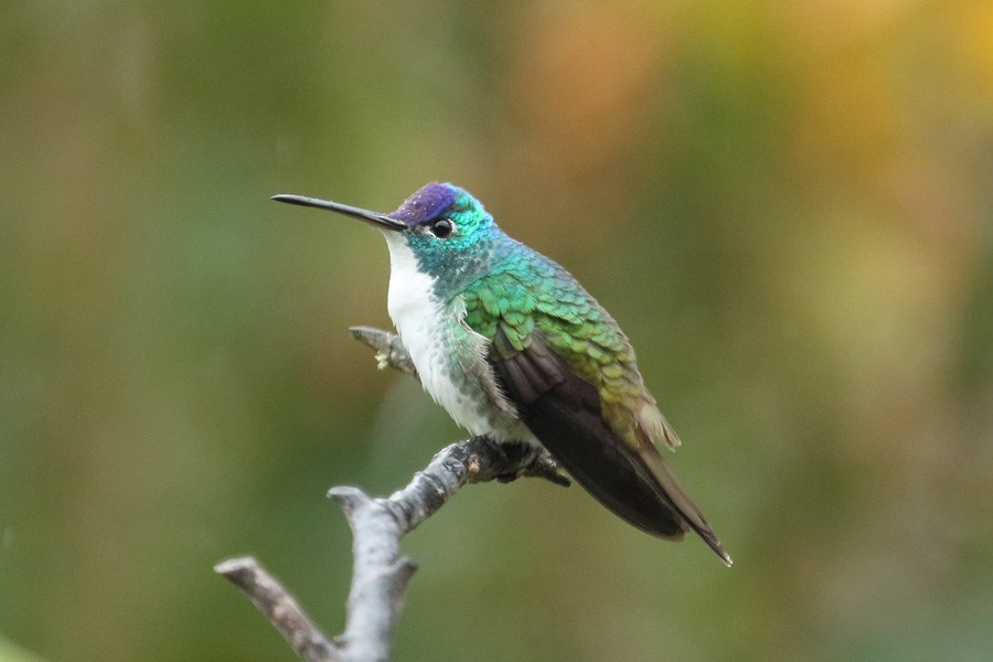 Andean Emerald - ML204204391