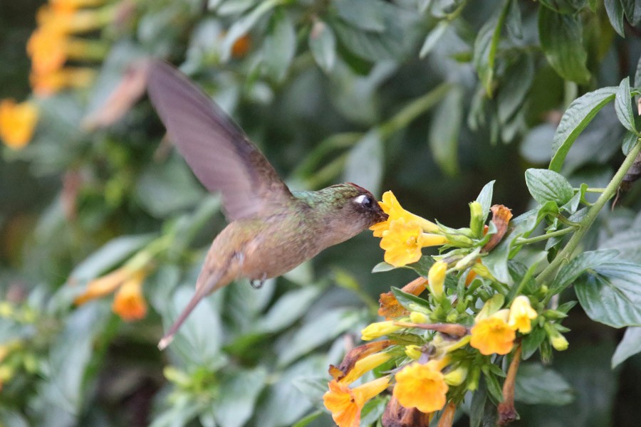 kolibřík hnědotemenný - ML204204421
