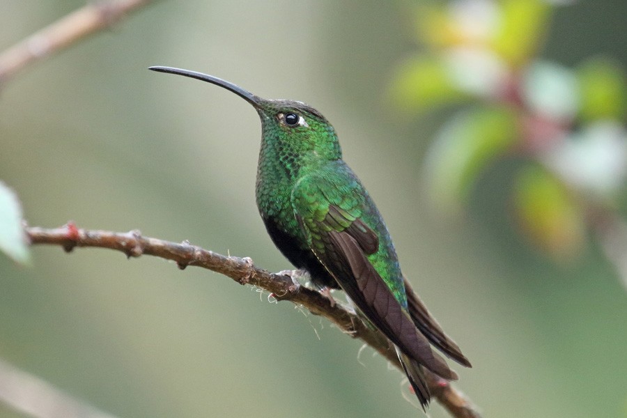 kolibřík aksamitový - ML204204461