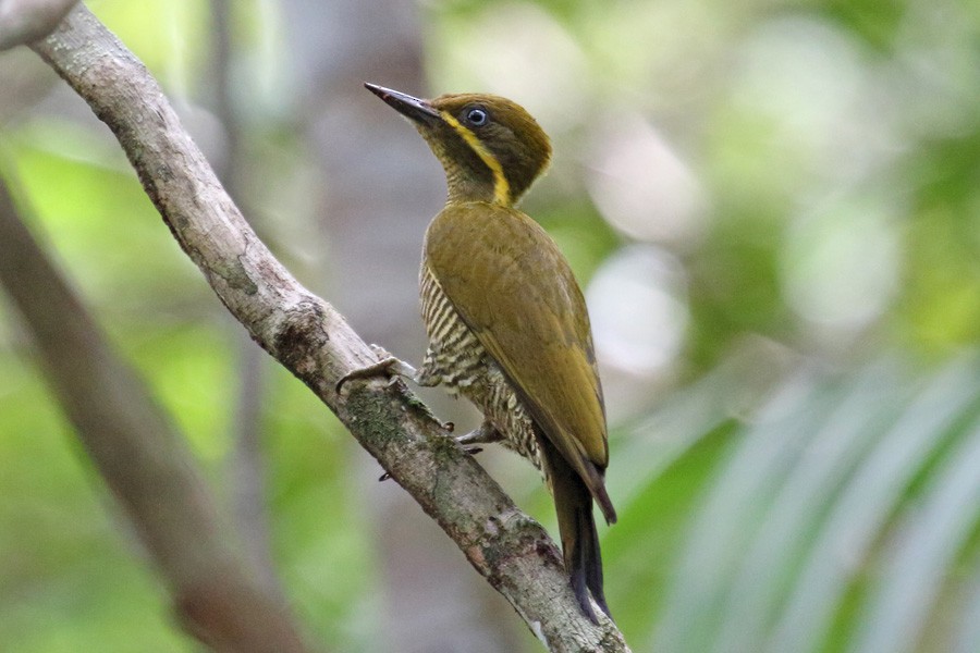 Golden-green Woodpecker - ML204204681