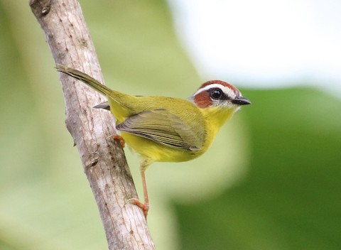 Basileuterus delattrii