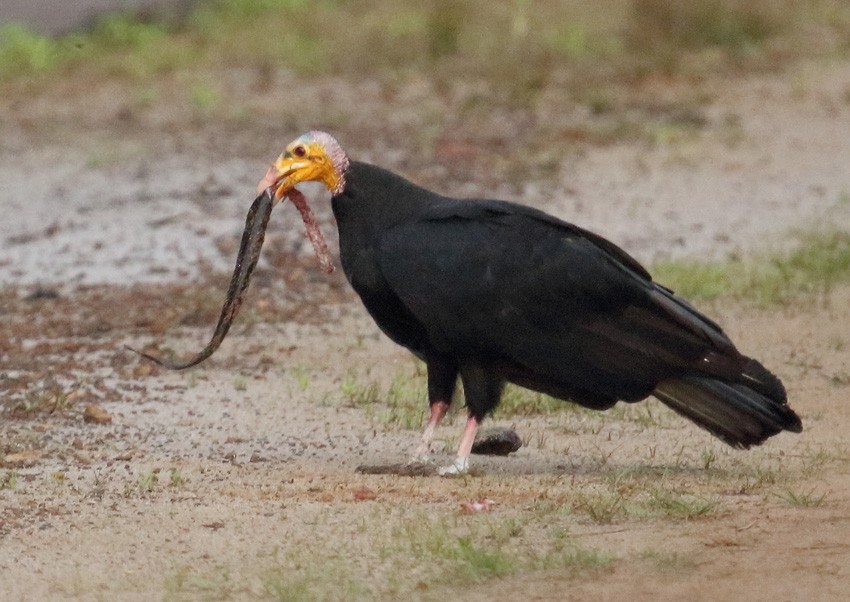 Greater Yellow-headed Vulture - ML204204741