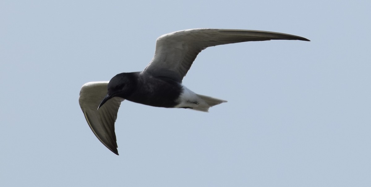 Black Tern (Eurasian) - Lorenzo Vinciguerra