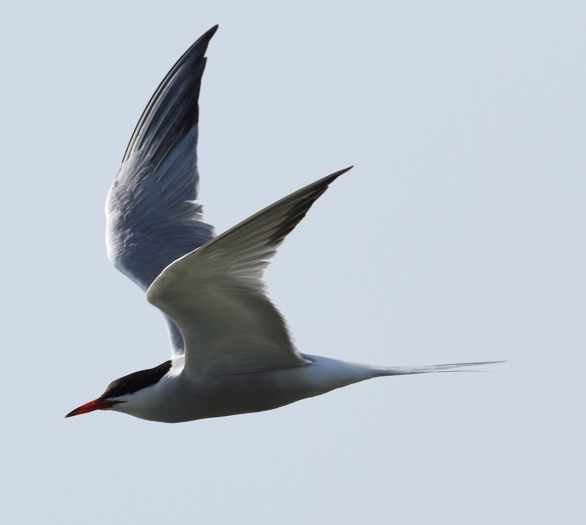 Common Tern (hirundo/tibetana) - Lorenzo Vinciguerra