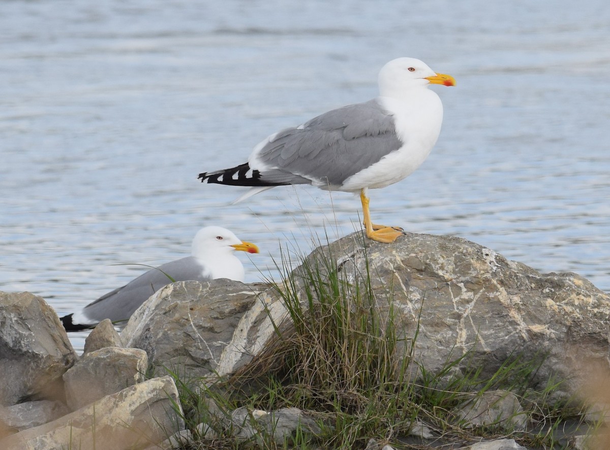 Yellow-legged Gull (michahellis) - Lorenzo Vinciguerra