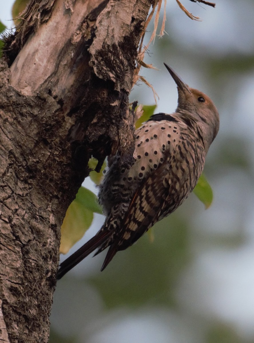 Northern Flicker (Yellow-shafted x Red-shafted) - Lorenzo Vinciguerra