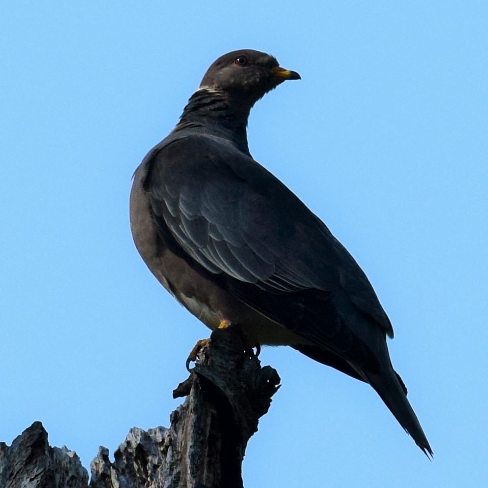 Band-tailed Pigeon (Northern) - Lorenzo Vinciguerra
